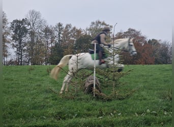 Koń trakeński, Klacz, 12 lat, 166 cm, Siwa