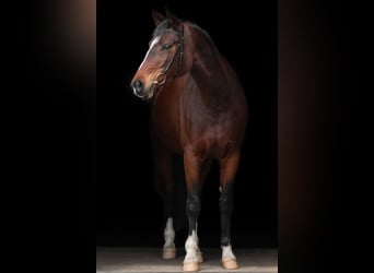 Koń trakeński, Klacz, 12 lat, 168 cm, Gniada