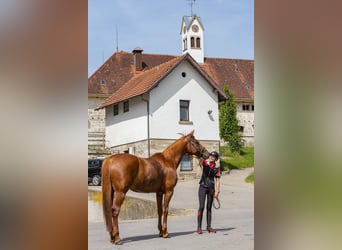 Koń trakeński, Klacz, 12 lat, 168 cm, Kasztanowata