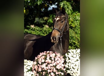 Koń trakeński, Klacz, 12 lat, 170 cm, Gniada