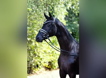 Koń trakeński, Klacz, 12 lat, 170 cm, Kara