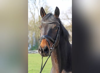 Koń trakeński, Klacz, 12 lat, 172 cm, Ciemnogniada