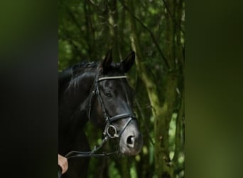 Koń trakeński, Klacz, 12 lat, Kara