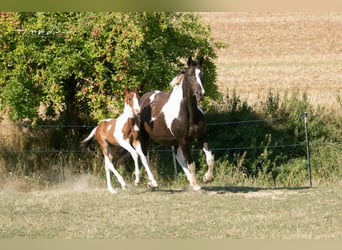 Koń trakeński, Klacz, 13 lat, 165 cm, Srokata