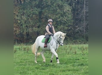 Koń trakeński, Klacz, 13 lat, 166 cm, Siwa