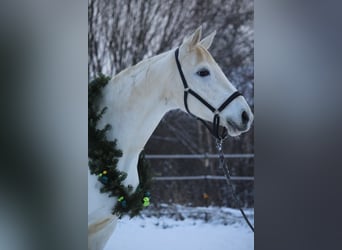 Koń trakeński, Klacz, 13 lat, 166 cm, Siwa