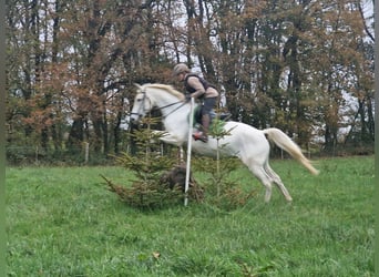 Koń trakeński, Klacz, 13 lat, 166 cm, Siwa