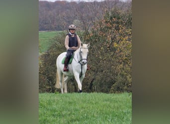 Koń trakeński, Klacz, 13 lat, 166 cm, Siwa