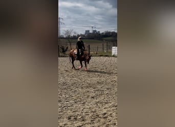 Koń trakeński Mix, Klacz, 14 lat, 155 cm, Ciemnokasztanowata