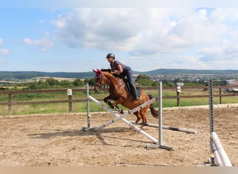 Koń trakeński Mix, Klacz, 14 lat, 155 cm, Gniada