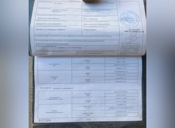 Koń trakeński Mix, Klacz, 14 lat, 158 cm, Ciemnokasztanowata