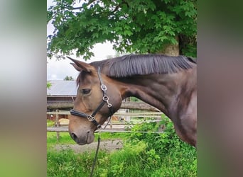 Koń trakeński, Klacz, 14 lat, 170 cm, Ciemnogniada