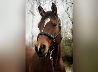 Koń trakeński, Klacz, 15 lat, 160 cm, Gniada