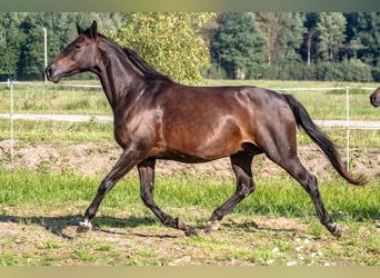 Koń trakeński, Klacz, 15 lat, 163 cm, Ciemnogniada
