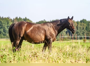 Koń trakeński, Klacz, 15 lat, 163 cm, Ciemnogniada