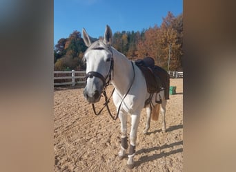 Koń trakeński, Klacz, 16 lat, 161 cm, Siwa
