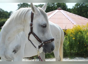 Koń trakeński, Klacz, 16 lat, 161 cm, Siwa