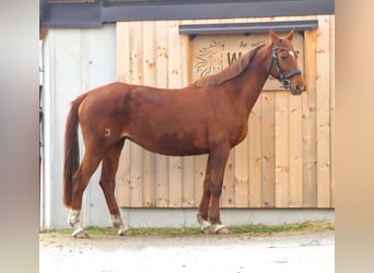 Koń trakeński, Klacz, 17 lat, 160 cm, Kasztanowata