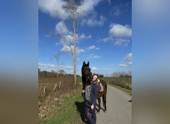 Koń trakeński, Klacz, 18 lat, 160 cm, Gniada