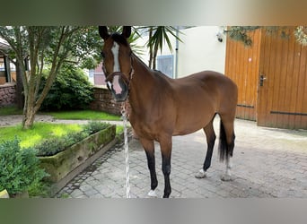 Koń trakeński, Klacz, 18 lat, 162 cm, Gniada