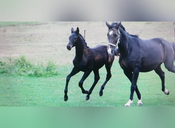 Koń trakeński, Klacz, 19 lat, 172 cm, Ciemnogniada