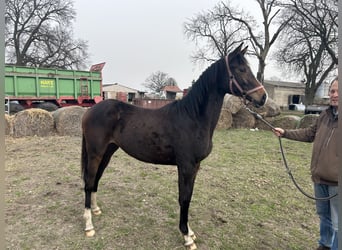 Koń trakeński, Klacz, 1 Rok, 155 cm, Gniada