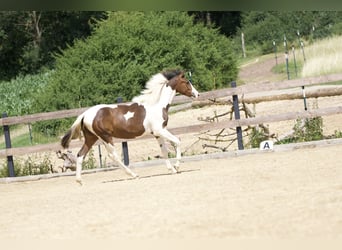 Koń trakeński, Klacz, 1 Rok, 165 cm, Srokata