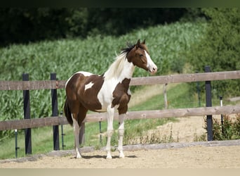 Koń trakeński, Klacz, 1 Rok, 165 cm, Srokata