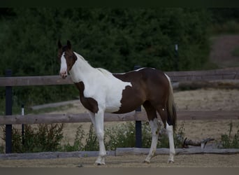 Koń trakeński, Klacz, 1 Rok, 165 cm, Srokata