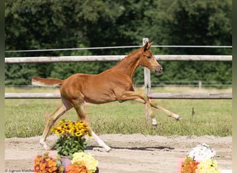 Koń trakeński, Klacz, 1 Rok, 168 cm, Kasztanowata