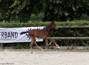 Koń trakeński, Klacz, 1 Rok, 170 cm, Ciemnogniada