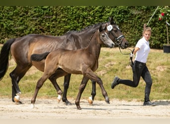 Koń trakeński, Klacz, 1 Rok, 170 cm, Siwa