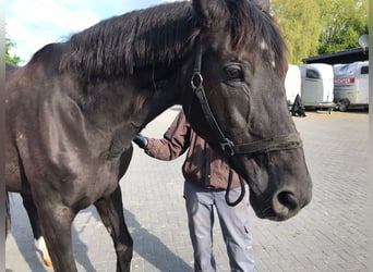 Koń trakeński, Klacz, 23 lat, 166 cm, Ciemnogniada