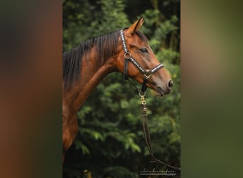 Koń trakeński, Klacz, 2 lat, 160 cm, Gniada