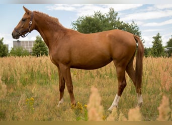 Koń trakeński, Klacz, 2 lat, 160 cm, Kasztanowata