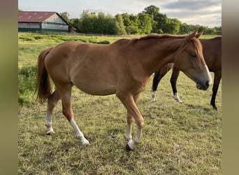 Koń trakeński, Klacz, 2 lat, 162 cm, Kasztanowata