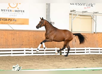 Koń trakeński, Klacz, 2 lat, 164 cm, Gniada