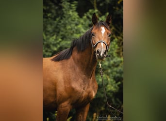 Koń trakeński, Klacz, 2 lat, 165 cm, Gniada