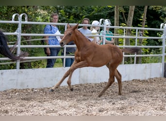 Koń trakeński, Klacz, 2 lat, 165 cm, Gniada
