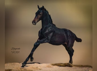 Koń trakeński, Klacz, 2 lat, 165 cm, Skarogniada