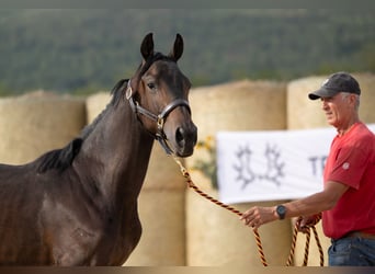 Koń trakeński, Klacz, 2 lat, 165 cm, Skarogniada