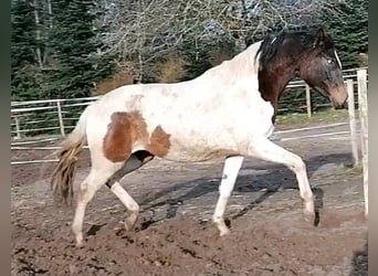 Koń trakeński, Klacz, 2 lat, 165 cm, Srokata