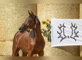 Koń trakeński, Klacz, 2 lat, 166 cm, Jasnogniada