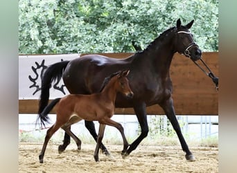 Koń trakeński, Klacz, 2 lat, 168 cm, Ciemnogniada