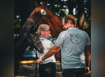 Koń trakeński, Klacz, 2 lat, 168 cm, Kara