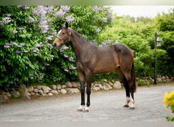 Koń trakeński, Klacz, 2 lat, 170 cm, Ciemnogniada