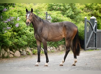 Koń trakeński, Klacz, 2 lat, 170 cm, Ciemnogniada