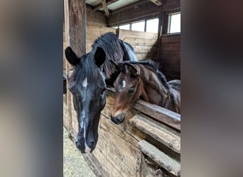 Koń trakeński, Klacz, 2 lat, 170 cm, Ciemnogniada