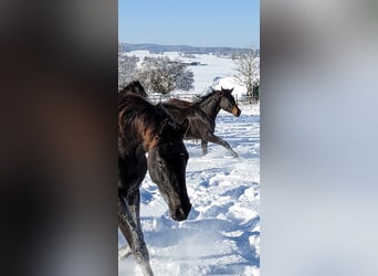 Koń trakeński, Klacz, 2 lat, 170 cm, Ciemnogniada