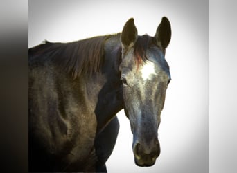 Koń trakeński, Klacz, 2 lat, 170 cm, Siwa